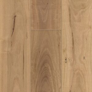 Blackbutt